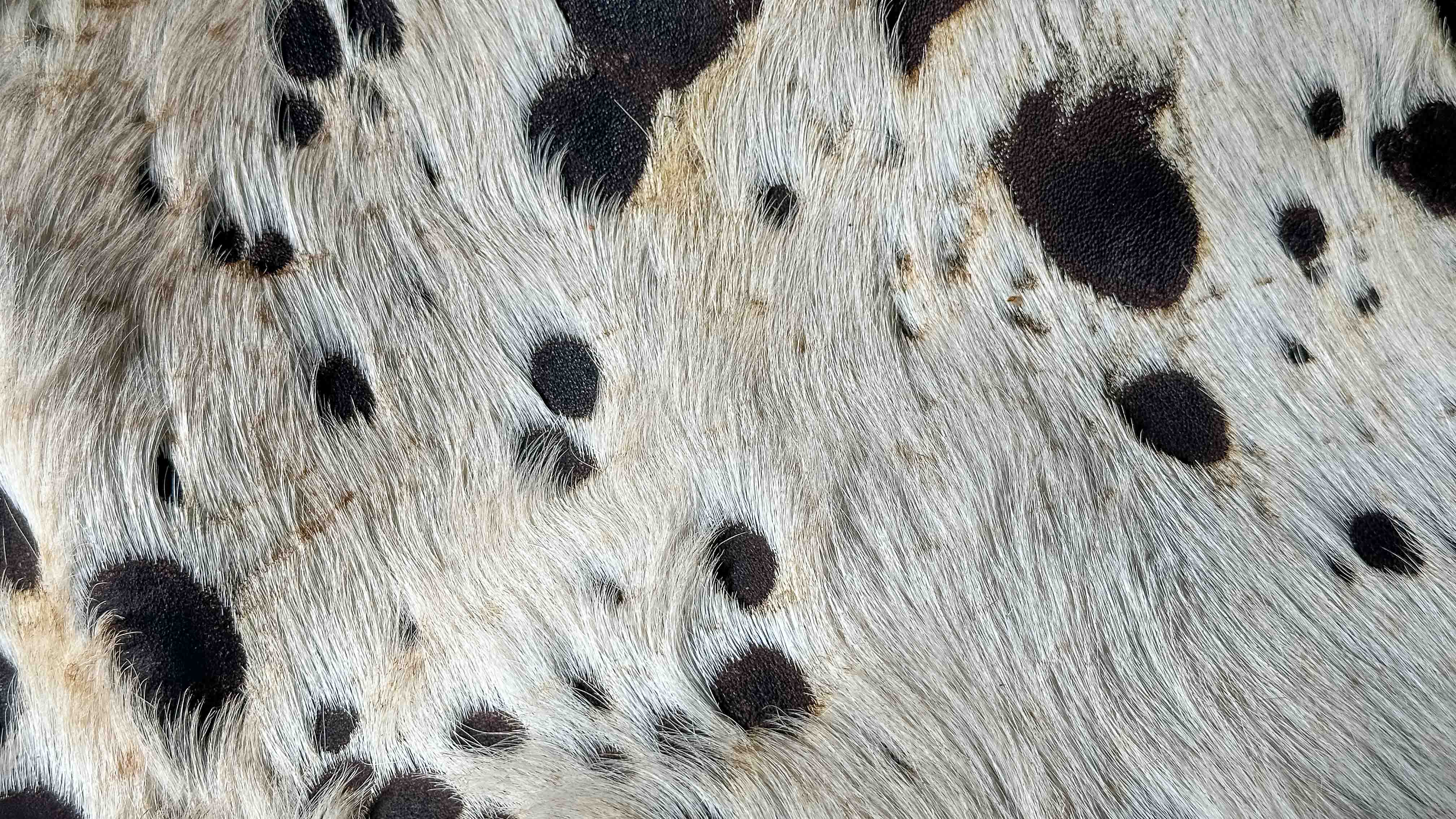 cowhide, white